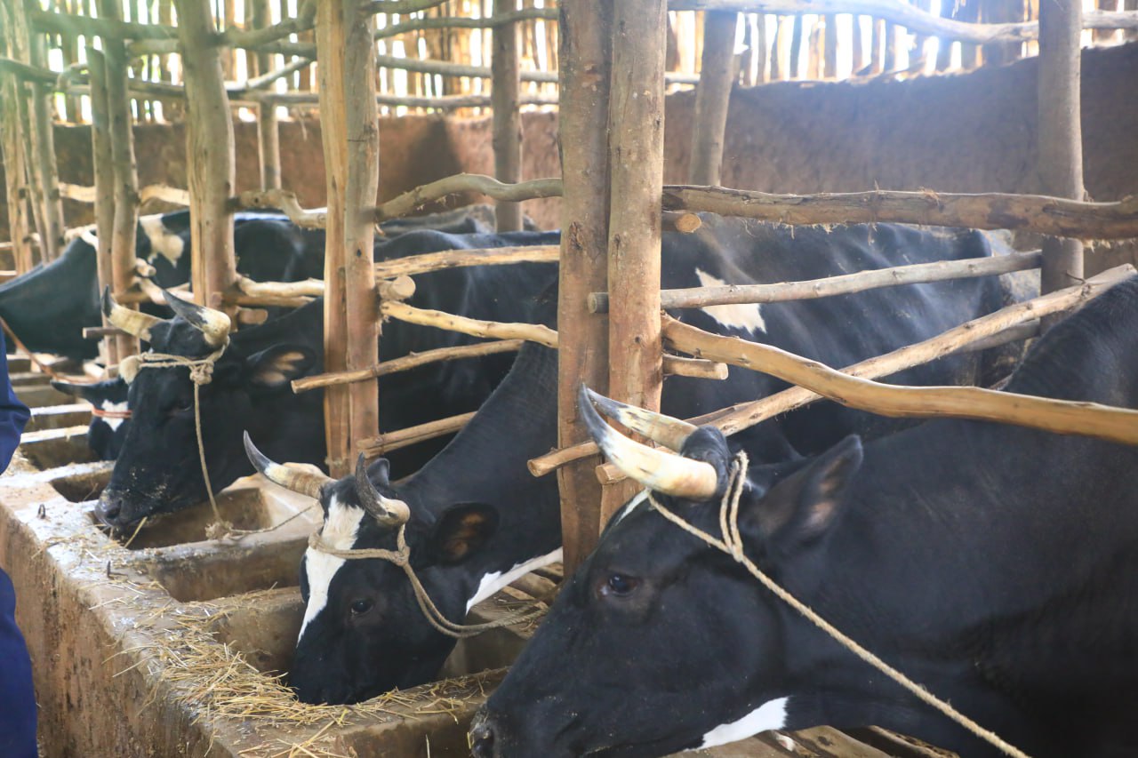 Livestock Excellence