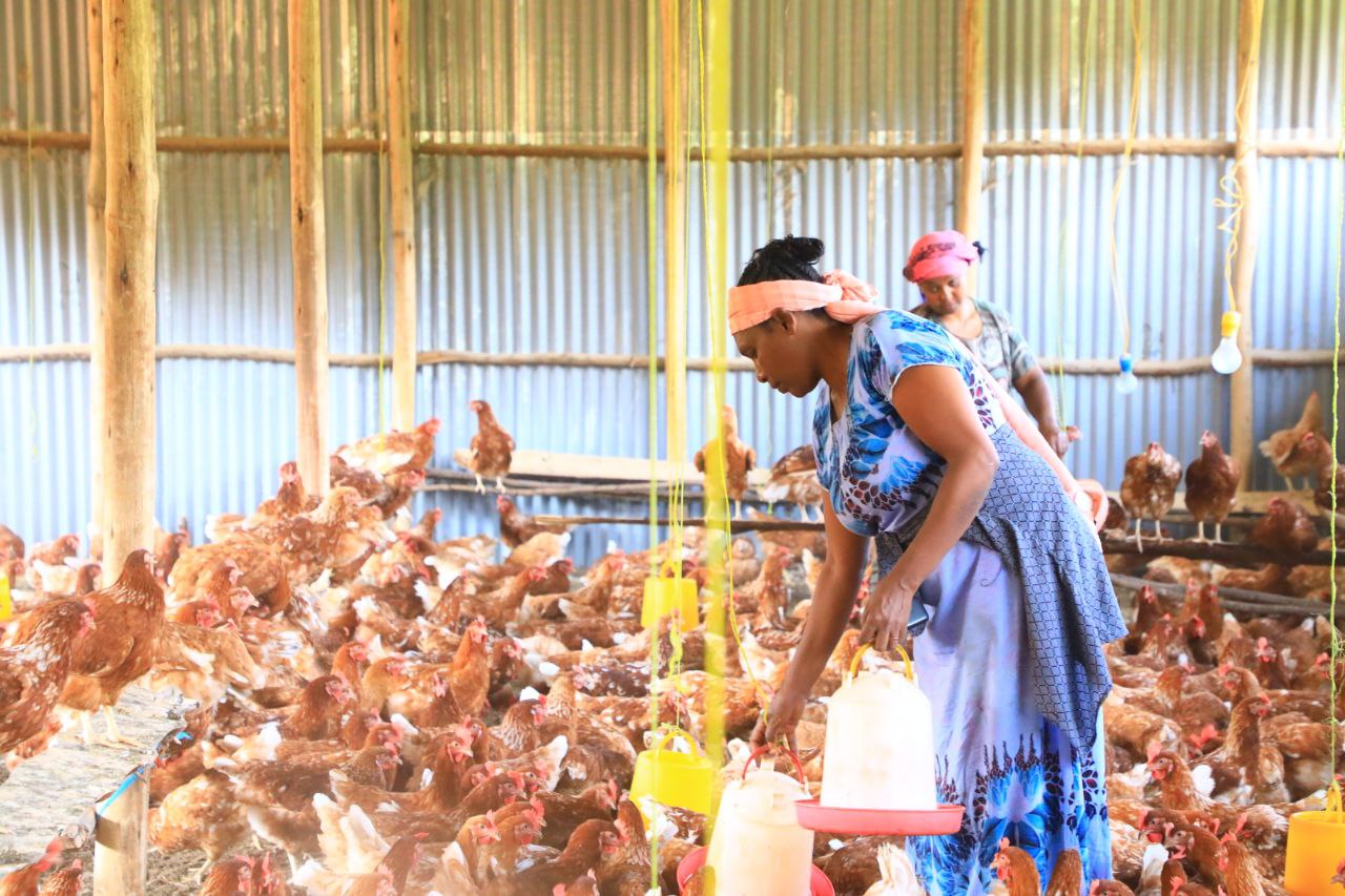 Poultry Systems